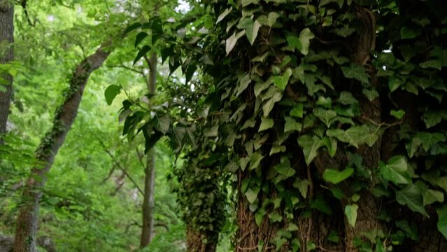 A Majestic Tree Embraced by Enchanting Vines in a Serene Forest
