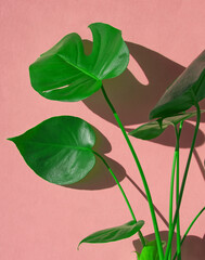 Obraz premium Monstera green leaves on pink background. Monstera plant. House palm or tropical plant. Layout of houseplant, copy space for text. Minimal floral concept. Tropical flower. Pink aesthetic. Juicy green.