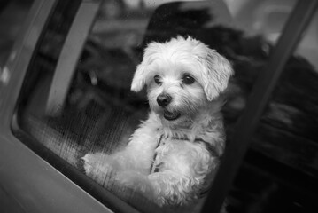portrait of a dog maltese in a car behind a window