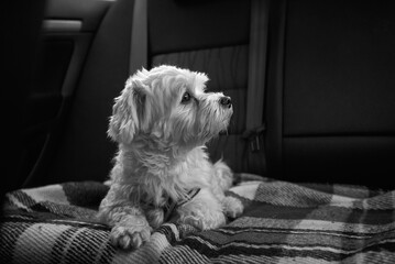 portrait of a dog maltese in a car