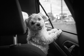 dog maltese sits in car and looks at the camera
