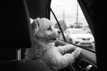 dog maltese sits in car and looks out the window