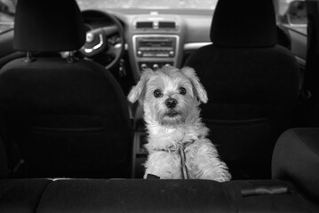 portrait of a dog maltese in a car and looks at the camera