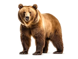 Fototapeten big brown bear isolated on white background © daniiD