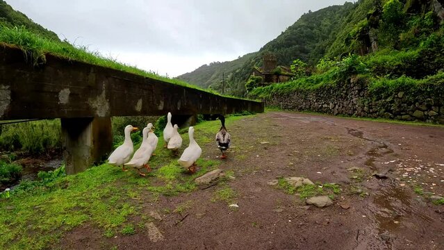 A group of ducks walking next to a river in the island of Sao Miguel in Azores, Portugal, in the path to arrive to the 'Cascata do Salto do Prego'