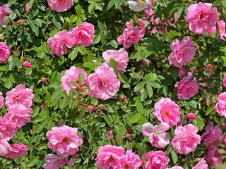 Roses pink flowers climbing bush.