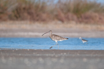 Eurasian curlew (Numenius arquata) stilt bird shallow water wader bird wildlife nature scene. Goksu Delta, Mersin, Turkey.