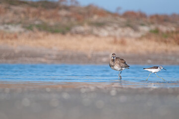 Eurasian curlew (Numenius arquata) stilt bird shallow water wader bird wildlife nature scene. Goksu Delta, Mersin, Turkey.
