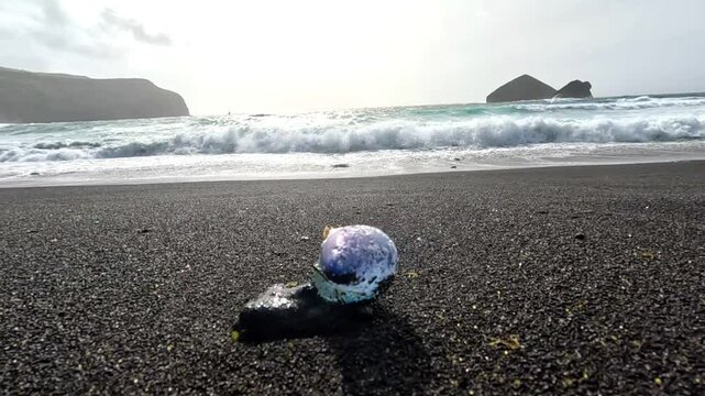 Physalia physalis or portuguese caravel on the Praia dos Mosteiros in Azores, Portugal, while the wave are crashing on the beach, in slow motion