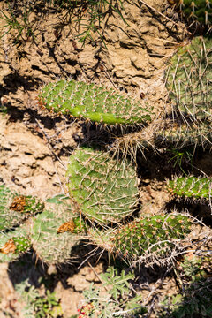 Pointy cactus