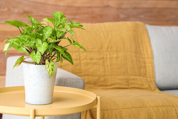 Plant on table near sofa in living room, closeup