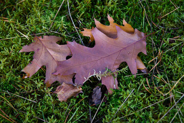 Brązowy liść. Dąb czerwony, bezszypułkowy. Leży na dywanie z zielonego mchu. Jesień.