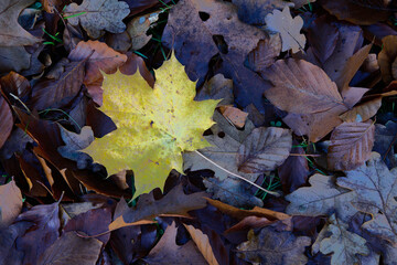 Żółty liść klonu leży na brązowych liściach bukowych. Jasny liść na ciemnym tle. Jesień.