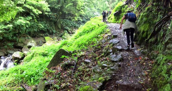 A group of people walking in a path in the middle of a green forest close to a river in the island of Sao Miguel in Azores, Portugal, in the path to arrive to the 'Cascata do Salto do Prego'