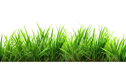 Obraz premium Lawn green grass isolated on white background