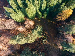 Aerial view of Old Sequoia forest, Bulgaria