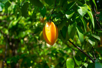 The fruit of star fruit is a fusiform fruit. When cut horizontally it becomes a five-pointed star.