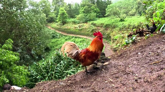 Hens, chickens and roosters in the middle of a green forest in the island of Sao Miguel in Azores, Portugal, in the path to arrive to the 'Cascata do Salto do Prego'