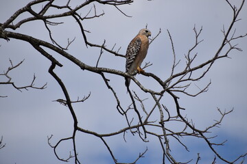Hawk