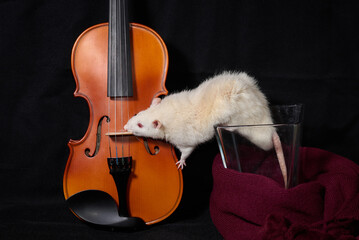 violin and beige brown rat on black background