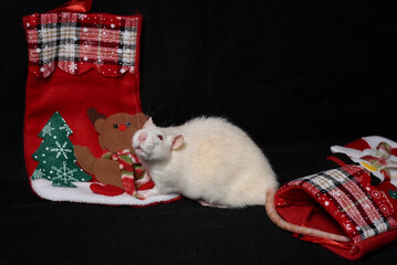 beige brown rat and christmas socks with gifts