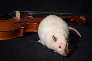beige brown rat and violin on black 
