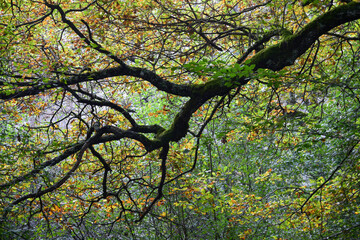 tree in the park
