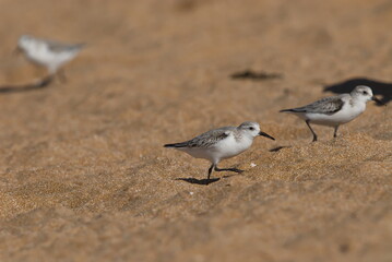 Sanderling, Nahrungssuche im Sandstrand