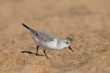 Sanderling, Nahrungssuche im Sandstrand