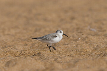 Sanderling, Nahrungssuche im Sandstrand