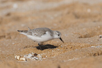 Sanderling, Nahrungssuche im Sandstrand
