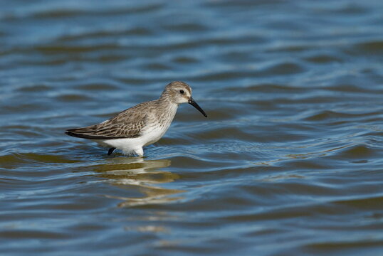 Alpenstrandl&auml;ufer, Nahrungssuche im seichten Wasser
