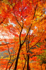 六甲山の登山道、神戸布引の貯水池の周りの木々が赤く色づく見事な紅葉。