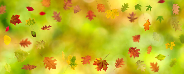 Obraz na płótnie Canvas Horizontal autumn leaves on natural blurred green background