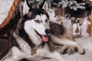 Purebred black and white siberian husky sitting on the carpet, Christmas Tree New Year decorations toys balls decorated interior holiday vacation atmosphere gifts presents garlands