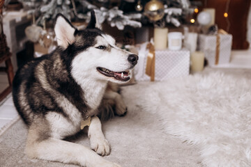 Purebred black and white siberian husky sitting on the carpet, Christmas Tree New Year decorations...