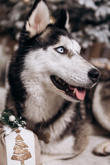 Purebred black and white siberian husky sitting on the carpet, Christmas Tree New Year decorations toys balls decorated interior holiday vacation atmosphere gifts presents garlands
