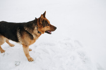 Dog German Shepherd in winter field forest, running playing with snow, training the animal in harsh conditions, wind blowing. Christmas Time, New Year
