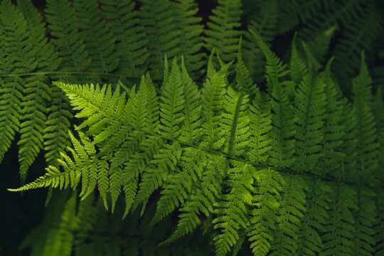 Beautiful fern leaves green foliage natural floral pattern fern background. Wallpaper of forest trees greenery copy space