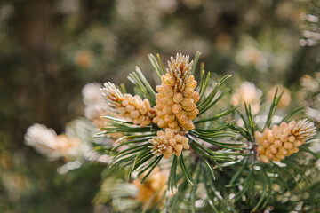 Fototapeta premium Blossom of Pinus mugo. Male pollen producing strobili. New shoots in spring of dwarf mountain pine. Conifer cone. Yellow cluster pollen-bearing male cones or microstrobile of Creeping pine. Soft focus