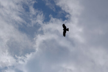 大空を飛ぶ鳥。急降下と急上昇を繰り返す