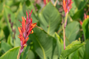 Indian shot (canna indica) flowers in bloom