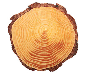 Cross section of tree trunk isolated on white, clipping path