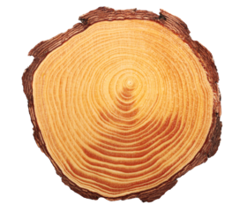 Cross section of tree trunk isolated on white, clipping path
