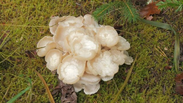Many white forest mushrooms that grow on the ground covered with moss. Autumn harvest of mushrooms in the forest top view