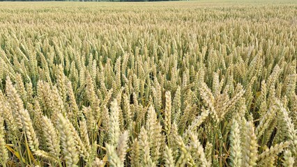Many ripening ears of wheat in the endless fields of farmer in the summer