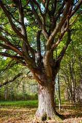 A two-hundred-year-old spreading oak tree growing in an ancient park