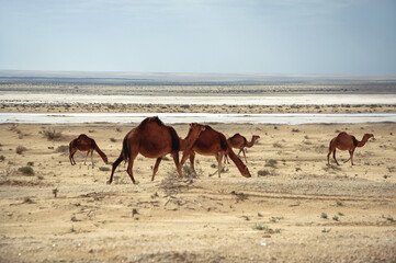 Camels in area between two salt lakes Chott el Gharsa and Chott el Djerid, Tozeur Governorate of...