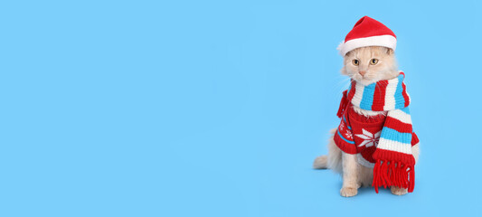 Cat wearing red Santa Claus cap hat. Christmas Cat card. Happy Christmas. Holiday card background. Web banner with copy space. Santa's helper. Ginger Cat on blue background. Happy New Year