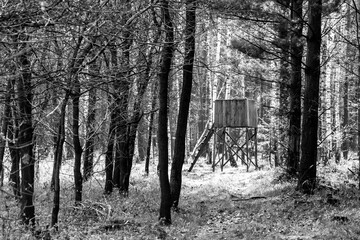 Perch in black and white